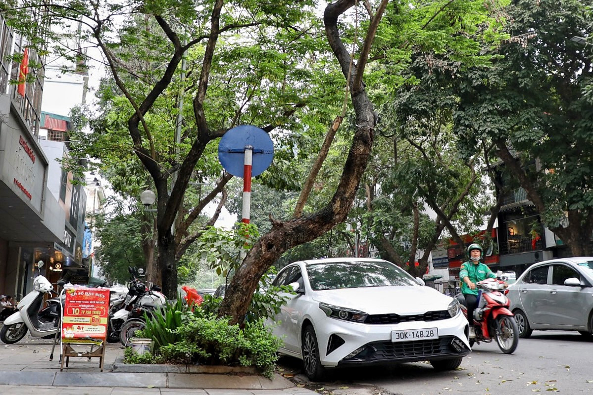 Thực tế, đã có trường hợp cây xanh bất ngờ bật gốc, đổ vào người dân gây chấn thương nặng. Vì thế, việc xử lý đối với những cây chết khô là cấp thiết.