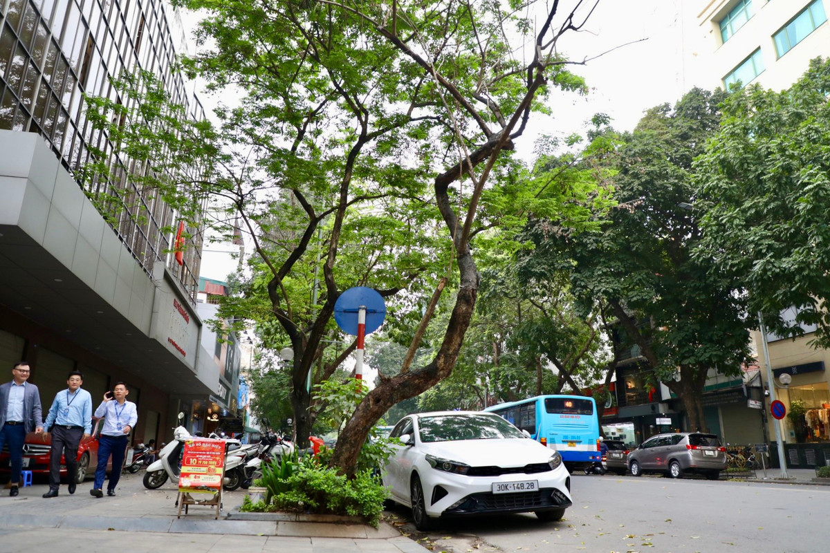 Tại số 40 phố Hai Bà Trưng, cây xanh có đường kính khoảng 30cm, cao gần 10 mét có dấu hiệu chết khô. Đặc biệt, cây khô này bị cong, nghiêng ra phía đường tiềm ẩn nguy cơ gẫy sẽ gây tai nạn cho người tham gia giao thông hay phương tiện ở gần.