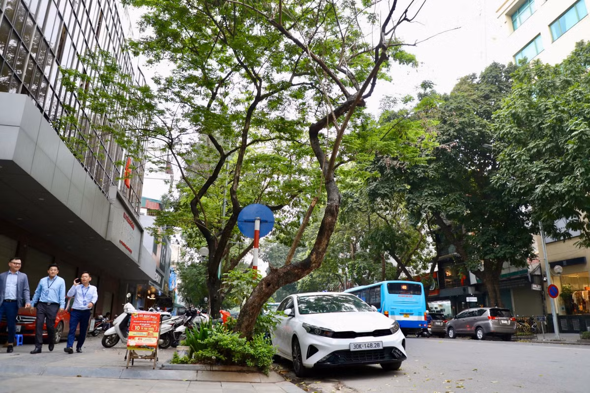 Tại số 40 phố Hai Bà Trưng, cây xanh có đường kính khoảng 30cm, cao gần 10 mét có dấu hiệu chết khô. Đặc biệt, cây khô này bị cong, nghiêng ra phía đường tiềm ẩn nguy cơ gẫy sẽ gây tai nạn cho người tham gia giao thông hay phương tiện ở gần.