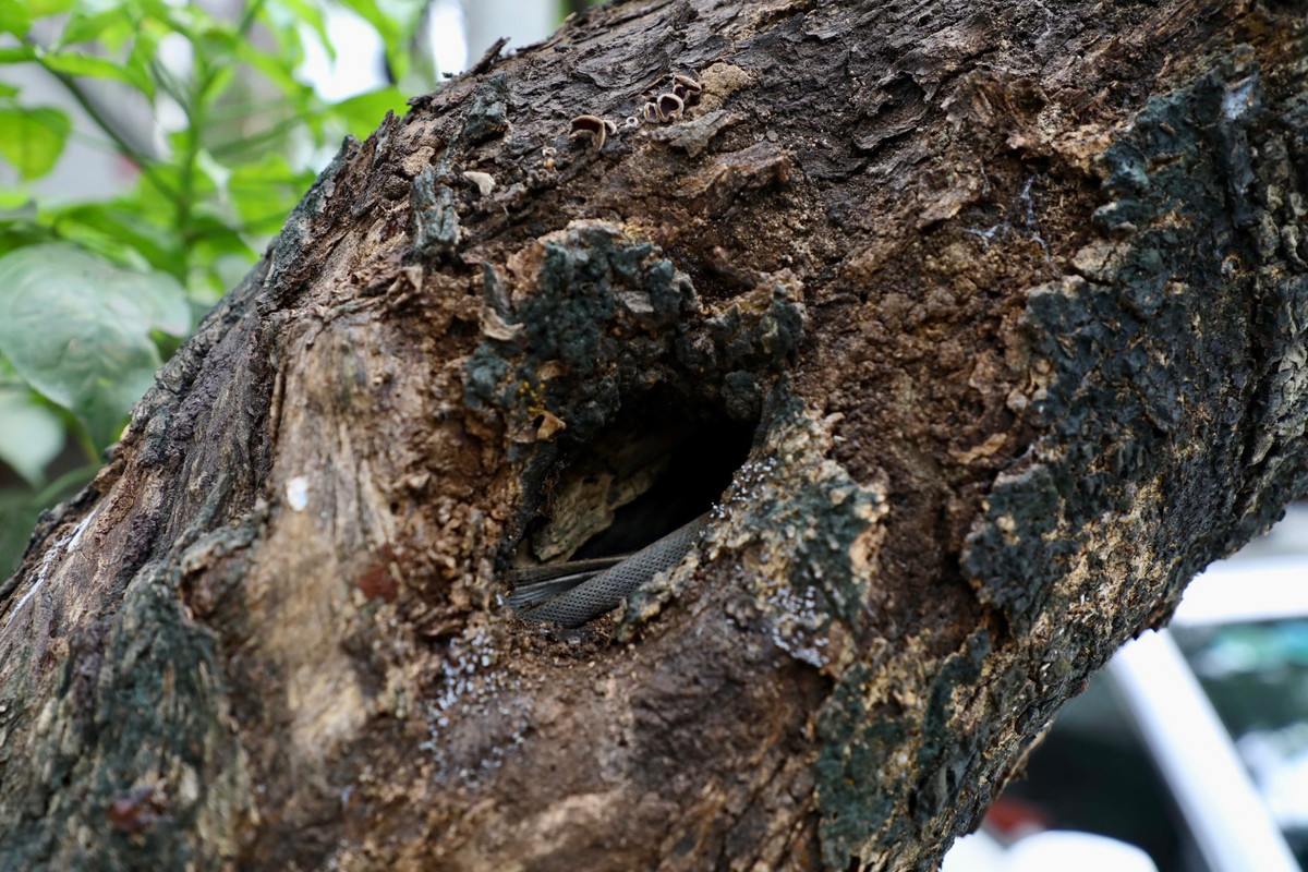 Thân cây đã bị mối mọt, mục ruỗng.