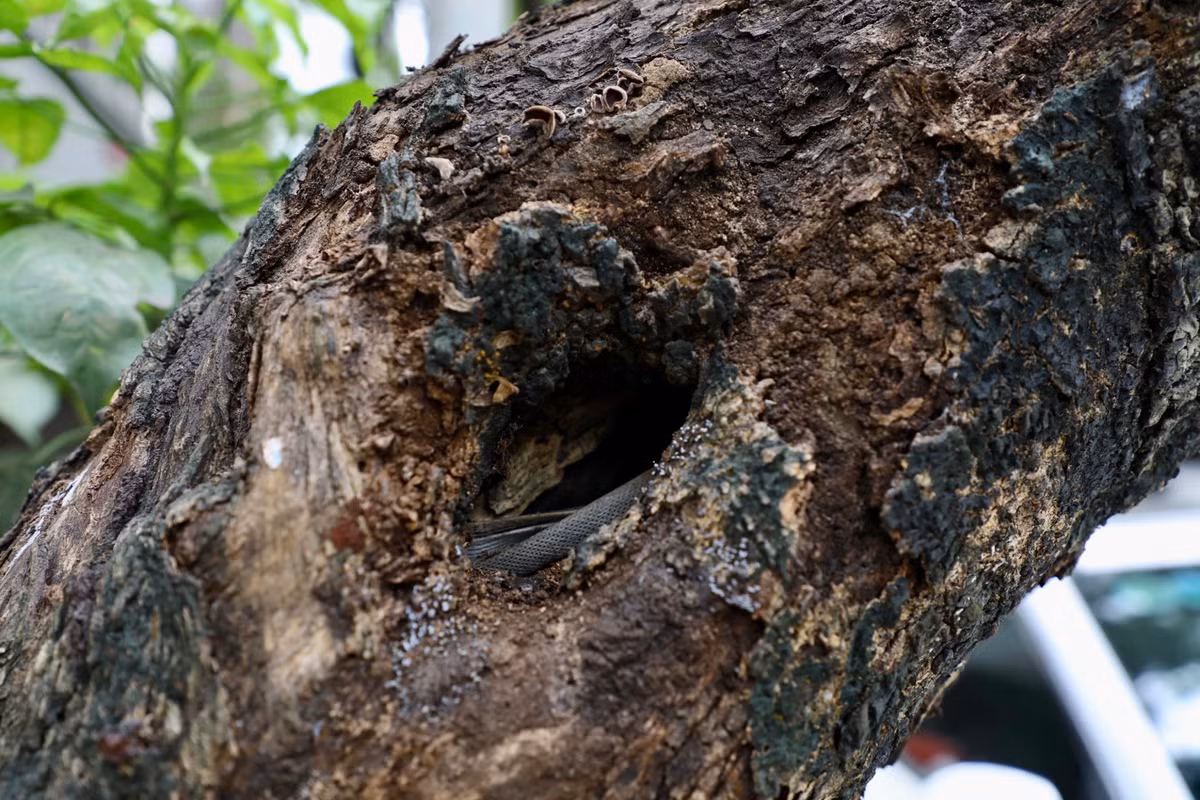 Thân cây đã bị mối mọt, mục ruỗng.