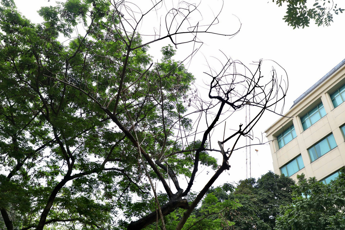 Anh Trần Văn Cường, người dân quận Hoàn Kiếm cho biết: "Trên địa bàn quận Hoàn Kiếm hiện vẫn còn rất nhiều cây xanh đã bị chết khô từ lâu nhưng vẫn chưa được chặt hạ, di dời. Nếu không may chỉ một cành gẫy, rơi xuống trúng người tham gia giao thông thì hậu quả sẽ khôn lường. Chúng tôi mong muốn chính quyền hãy nhanh chóng nhổ bỏ những cây đã chết, thay thế những cây xanh khác để tạo bóng mát, cảnh quan đô thị".