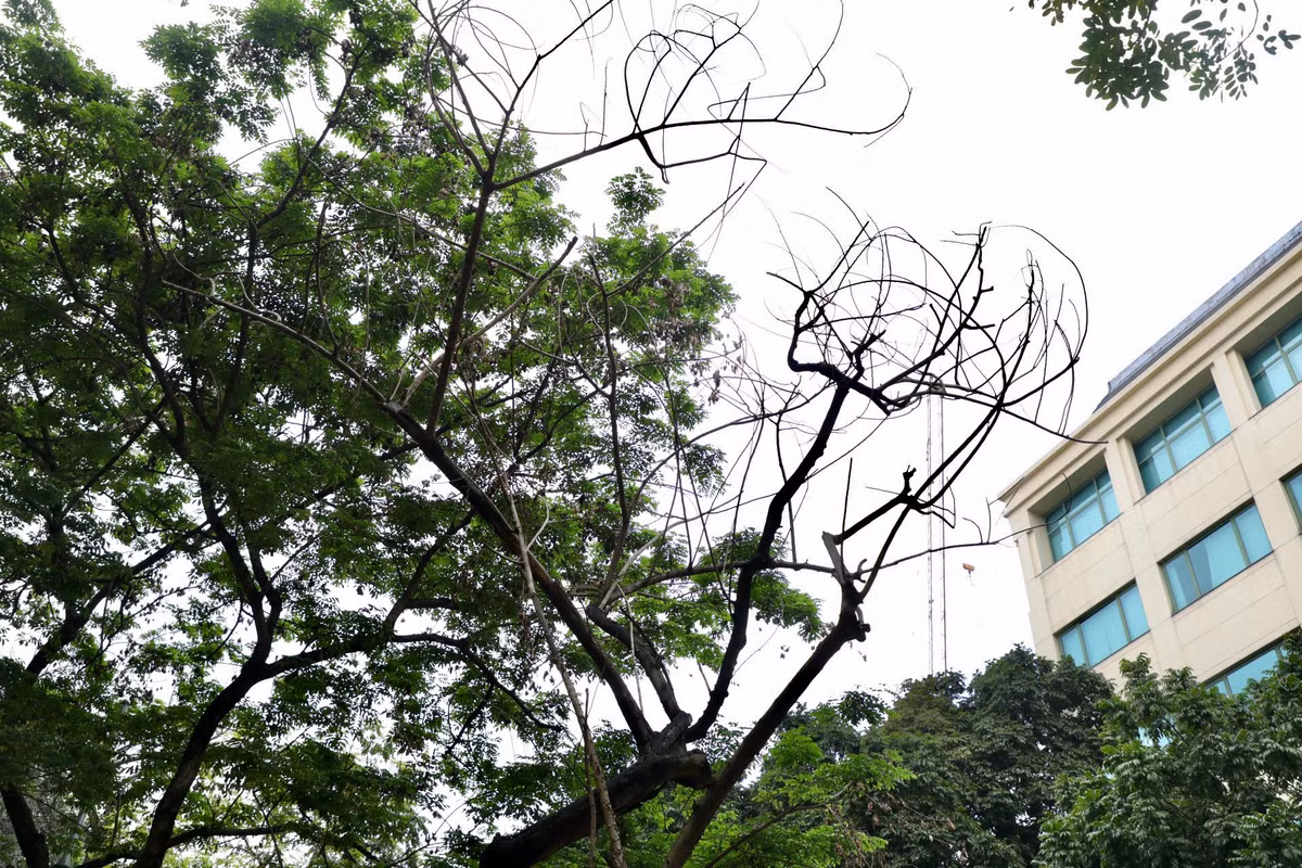 Anh Trần Văn Cường, người dân quận Hoàn Kiếm cho biết: "Trên địa bàn quận Hoàn Kiếm hiện vẫn còn rất nhiều cây xanh đã bị chết khô từ lâu nhưng vẫn chưa được chặt hạ, di dời. Nếu không may chỉ một cành gẫy, rơi xuống trúng người tham gia giao thông thì hậu quả sẽ khôn lường. Chúng tôi mong muốn chính quyền hãy nhanh chóng nhổ bỏ những cây đã chết, thay thế những cây xanh khác để tạo bóng mát, cảnh quan đô thị".