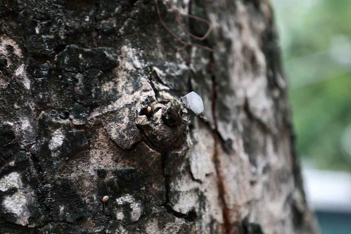 Cây khô này có đường kính gần 50cm. Thân cây bị người dân đóng nhiều cây đinh, ốc vít và biển quảng cáo, đèn điện quấn quanh thân cây.