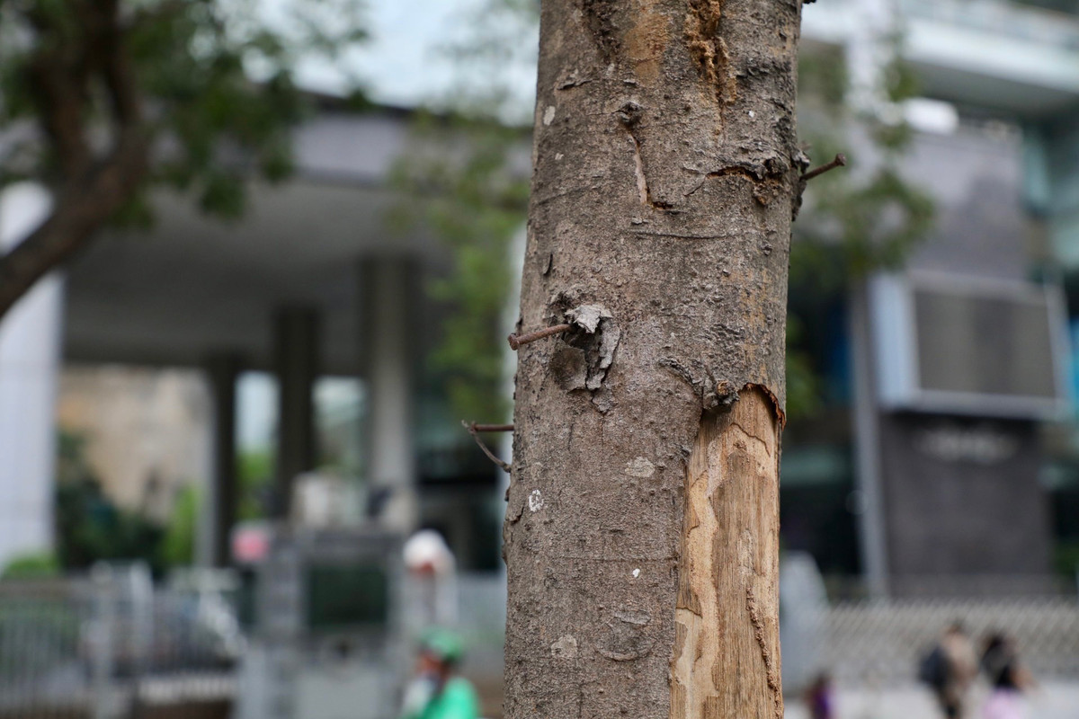 Đối diện số 58 Quán Sứ, giữa hàng cây xanh, xuất hiện một cây con héo khô, lớp vỏ bong tróc, thân bị đóng rất nhiều cây đinh. Việc đóng đinh vào thân cây sẽ ảnh hưởng trực tiếp đến sự phát triển của cây.