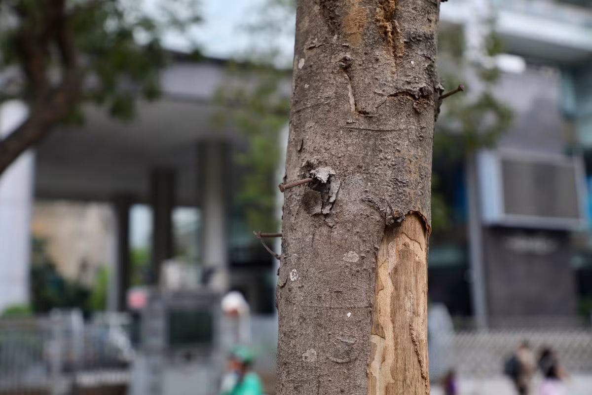 Đối diện số 58 Quán Sứ, giữa hàng cây xanh, xuất hiện một cây con héo khô, lớp vỏ bong tróc, thân bị đóng rất nhiều cây đinh. Việc đóng đinh vào thân cây sẽ ảnh hưởng trực tiếp đến sự phát triển của cây.