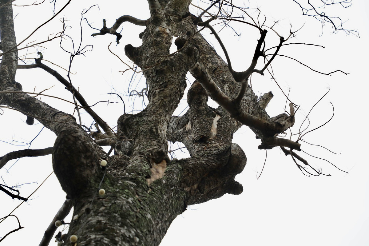 Hiện cây đã trơ trụi lá, không có dấu hiệu phát triển.