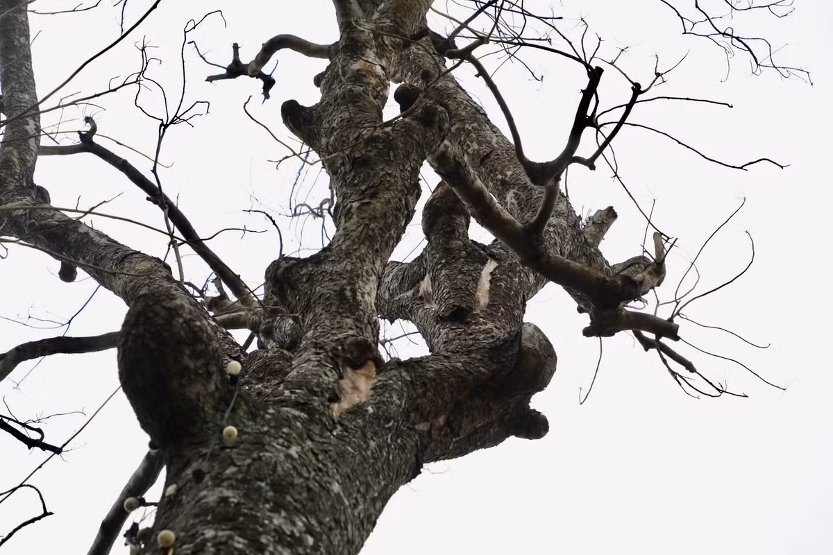 Hiện cây đã trơ trụi lá, không có dấu hiệu phát triển.