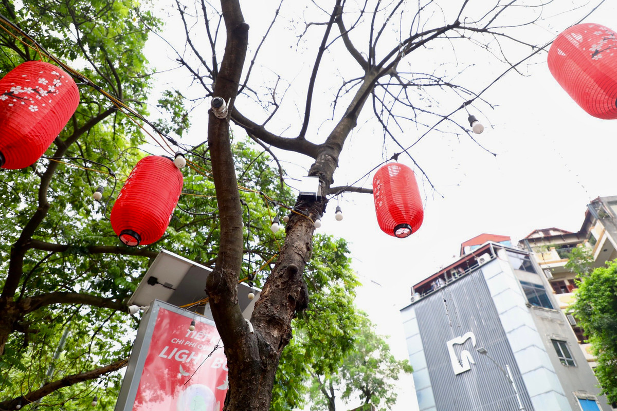 Tại số 55B Hai Bà Trưng cũng có thêm một cây đã có dấu hiệu chết khô. Người dân gần đây cho biết cây đã trơ trụi lá từ lâu, thân cũng bị mối mọt, không có biểu hiện sự sống.