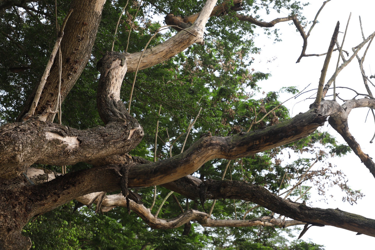 Sau phan anh, co quan chuc nang da kiem tra so cay chet kho tai ho Hoan Kiem-Hinh-2