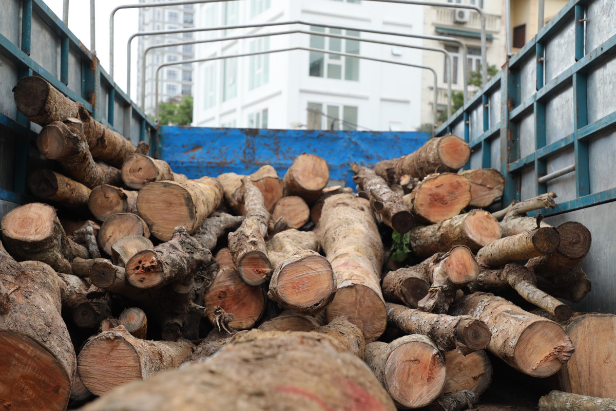 Hàng cây chết khô trên đường Huỳnh Thúc Kháng kéo dài là cây nhội, thường mọc ở đồi núi. Loại cây này thuộc dòng cây thân gỗ, có thể cao tới hơn 20m, tán lá rộng nên được trồng trong các thành phố để tạo bóng mát.