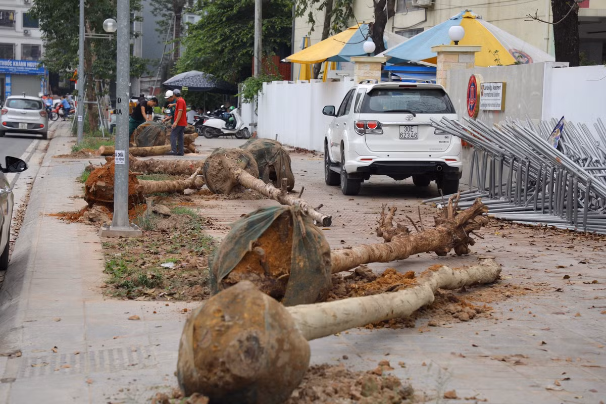 Hàng loạt cây mới trồng bị xe cẩu nhổ bật gốc nằm la liệt trên đường.