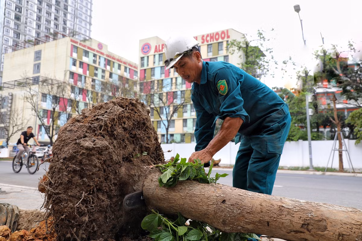 Được biết công nhân được chia làm 2 nhóm, trong đó, một nhóm có nhiệm vụ nhổ, xếp cây trên vỉa hè, nhóm còn lại cưa hạ để thuận tiện cho việc vận chuyển thân cây đi nơi khác.