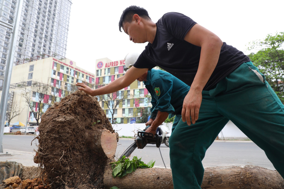 Việc nhổ cây chết được thực hiện từ đầu nút giao Huỳnh Thúc Kháng kéo dài - Nguyễn Chí Thanh.