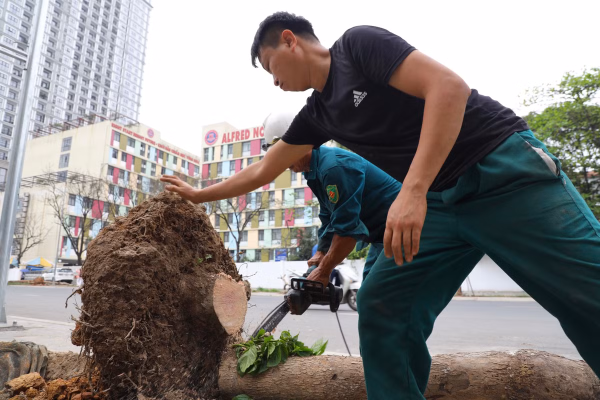 Việc nhổ cây chết được thực hiện từ đầu nút giao Huỳnh Thúc Kháng kéo dài - Nguyễn Chí Thanh.