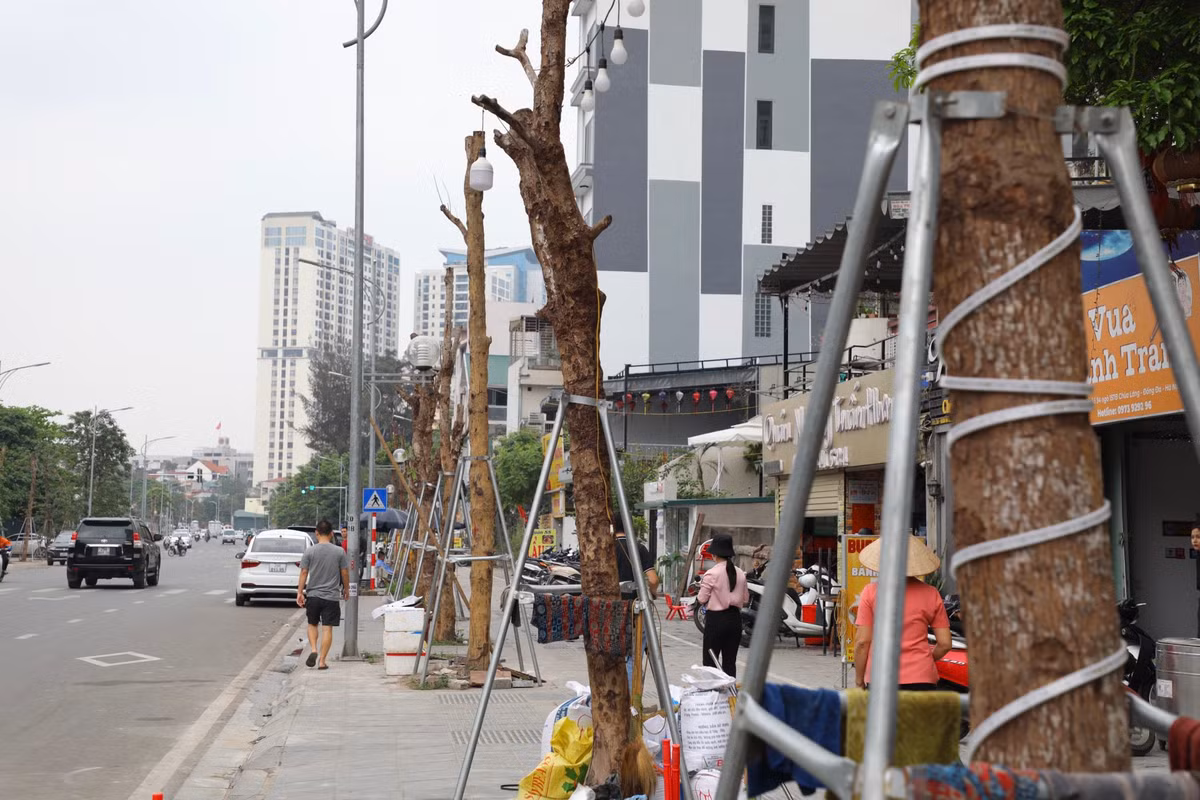 Cuối tháng 1/2023, dự án đường Huỳnh Thúc Kháng kéo dài với tổng mức đầu tư 340 tỷ đồng được thông xe sau nhiều lần lỗi hẹn. Các hạng mục của dự án như cây xanh, đèn chiếu sáng, biển báo... được hoàn thiện và đưa vào sử dụng. Nhưng sau một thời gian, hàng loạt cây xanh trên tuyến đường này đã có dấu hiệu khô héo, trơ trụi, mất sự sống.