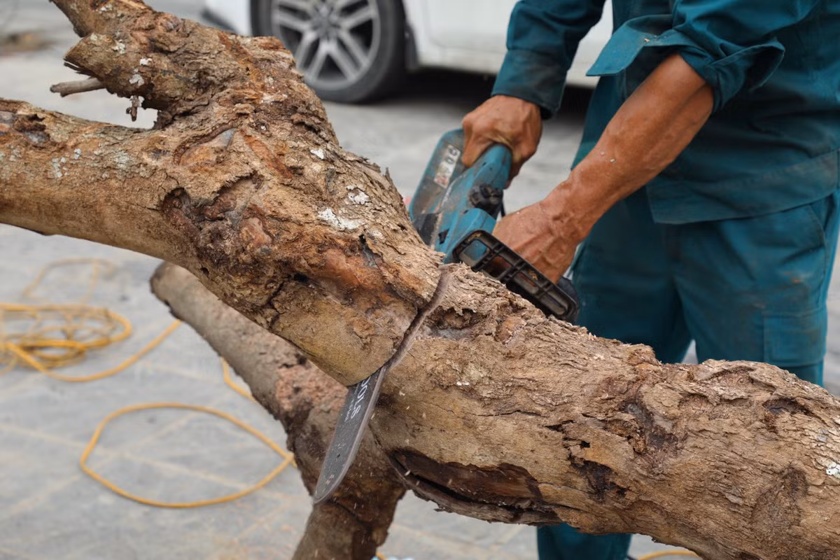 Một cán bộ Ban Quản lý dự án đầu tư xây dựng Q.Đống Đa (thuộc UBND Q.Đống Đa, là đại diện chủ đầu tư) cho biết, nguyên nhân khiến cây xanh chết khô hoặc có dấu hiệu sinh trưởng thấp là do thổ nhưỡng bị thay đổi đột ngột. Trước mắt, đơn vị xác định khoảng vài chục cây bị chết nên yêu cầu nhà thầu thi công thay thế. Hiện trách nhiệm quản lý, chăm sóc, bảo hành cây xanh mới trồng do nhà thầu thi công thực hiện.