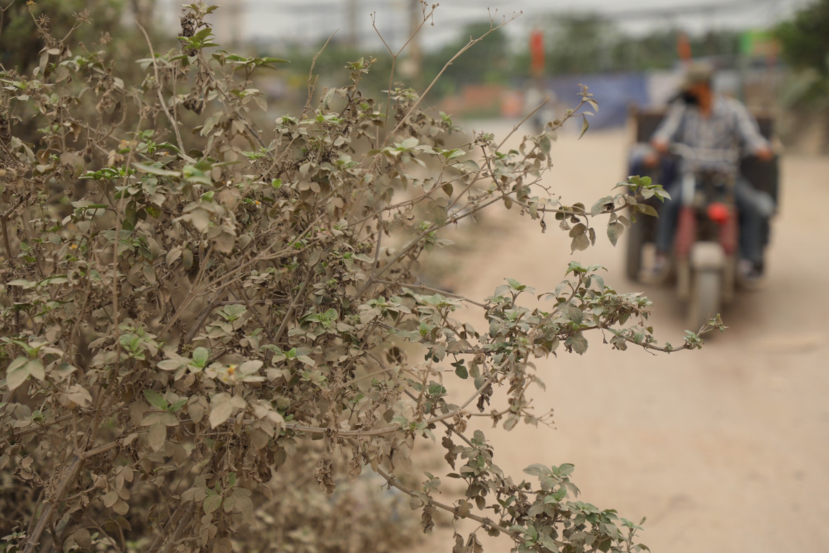 Cỏ cây ven đường cũng bị "bức tử" bởi độ bụi nơi đây.
