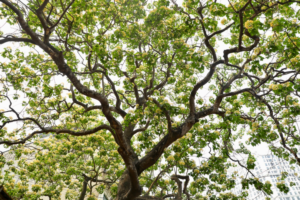 Hoa bún là loại cây thân gỗ tán rộng, gỗ nhỡ, cao 15-20m, thân mập hình trụ tròn, phân cành mạnh, vỏ màu xám nâu. Cành thường cong rũ, rất dẻo dai.