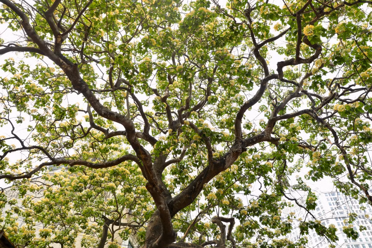 Hoa bún là loại cây thân gỗ tán rộng, gỗ nhỡ, cao 15-20m, thân mập hình trụ tròn, phân cành mạnh, vỏ màu xám nâu. Cành thường cong rũ, rất dẻo dai.