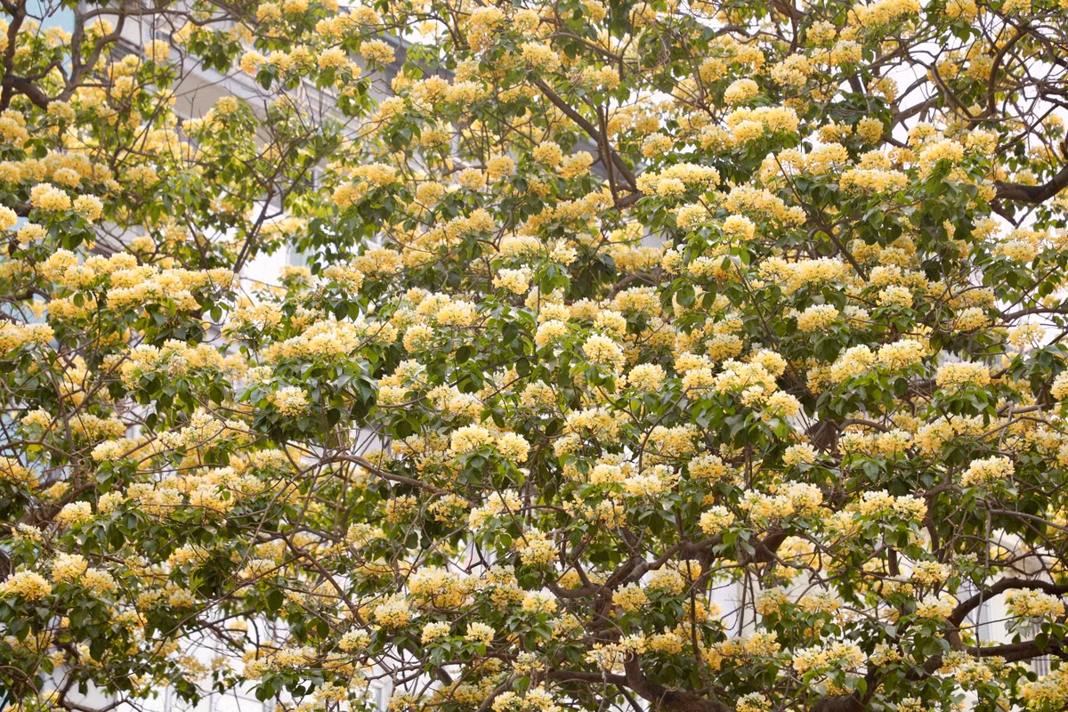 Cây hoa bún còn có tên gọi khác là Bạch hoa hay Màn Màn. Hàng năm, hoa chỉ bung nở duy nhất một lần vào cuối tháng 3 hoặc đầu tháng 4 và sau 1 tháng, hoa sẽ tàn.