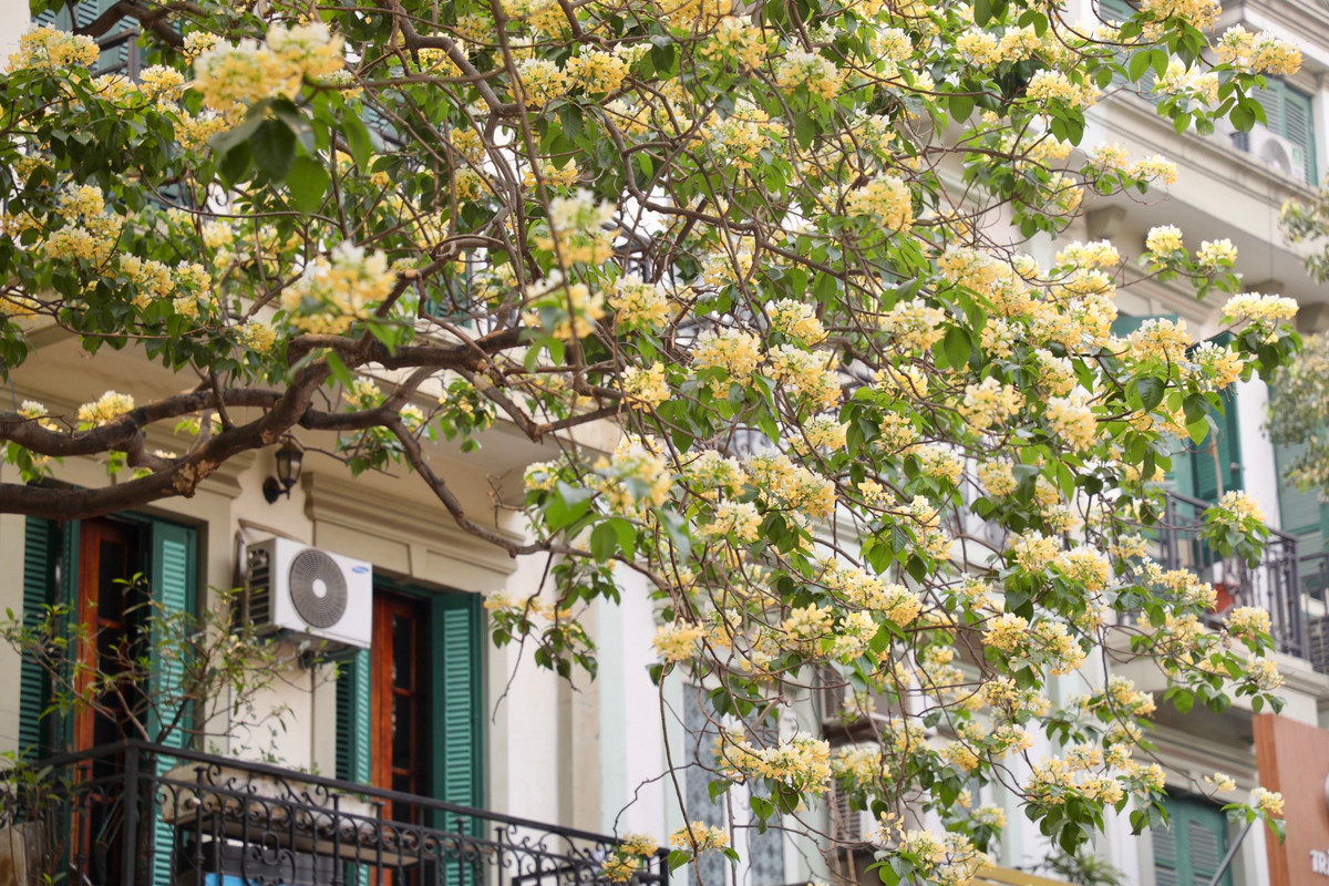 Khi nở, hoa mọc thành từng chùm phía đầu cành, đung đưa trước gió, có mùi thơm dễ chịu.