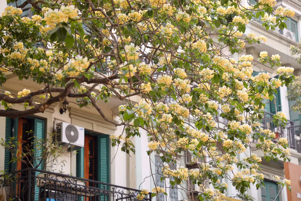 Khi nở, hoa mọc thành từng chùm phía đầu cành, đung đưa trước gió, có mùi thơm dễ chịu.