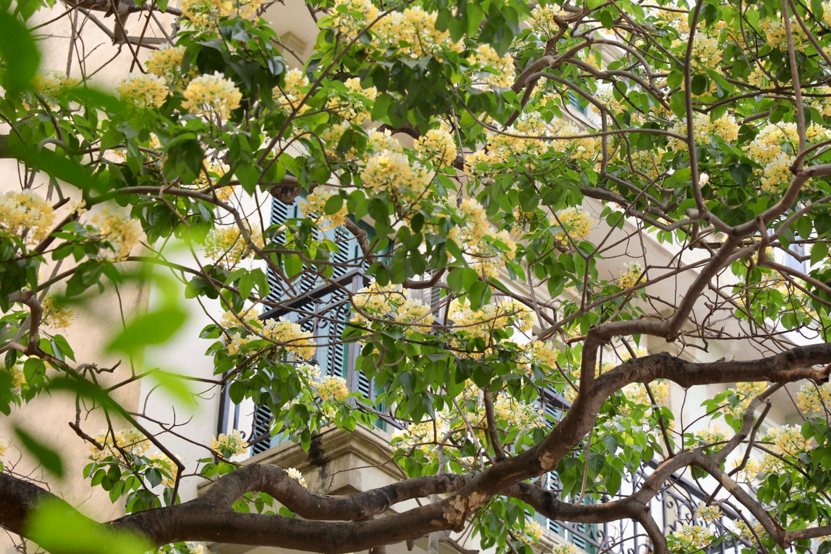 Ngoài vẻ đẹp, quả cây bún có thể ăn được.