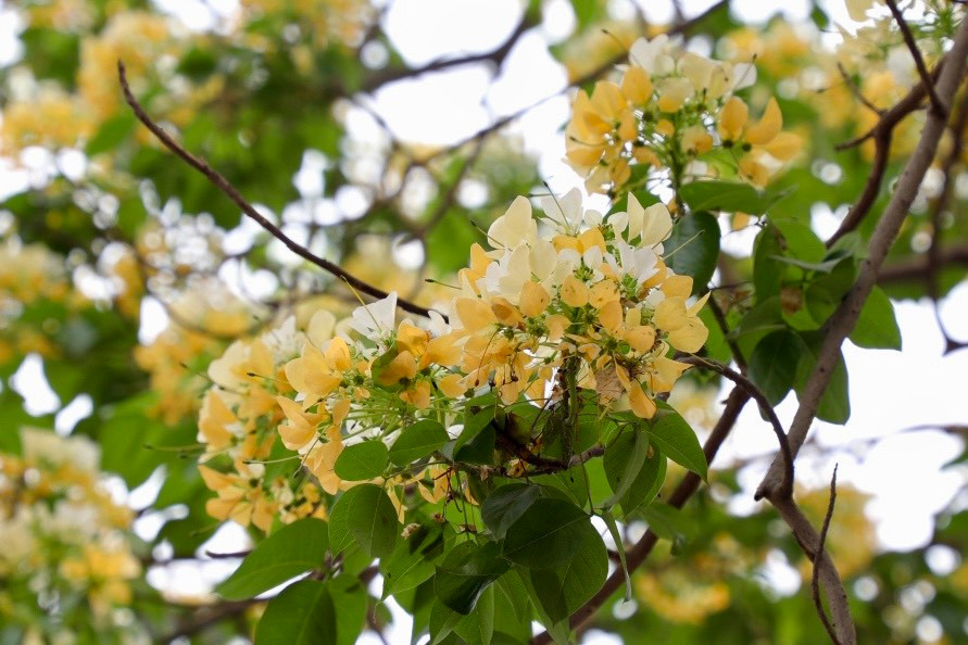 Hoa bún có 2 màu đặc trưng vàng và trắng, xen lẫn sắc xanh của lá khiến cây bún trở nên nổi bật.