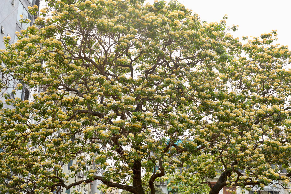 Nhụy hoa có hình dáng giống với sợi bún, có lẽ vì thế mọi người gọi luôn là cây hoa bún.