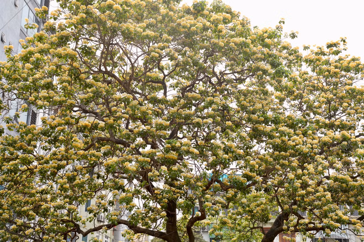 Nhụy hoa có hình dáng giống với sợi bún, có lẽ vì thế mọi người gọi luôn là cây hoa bún.