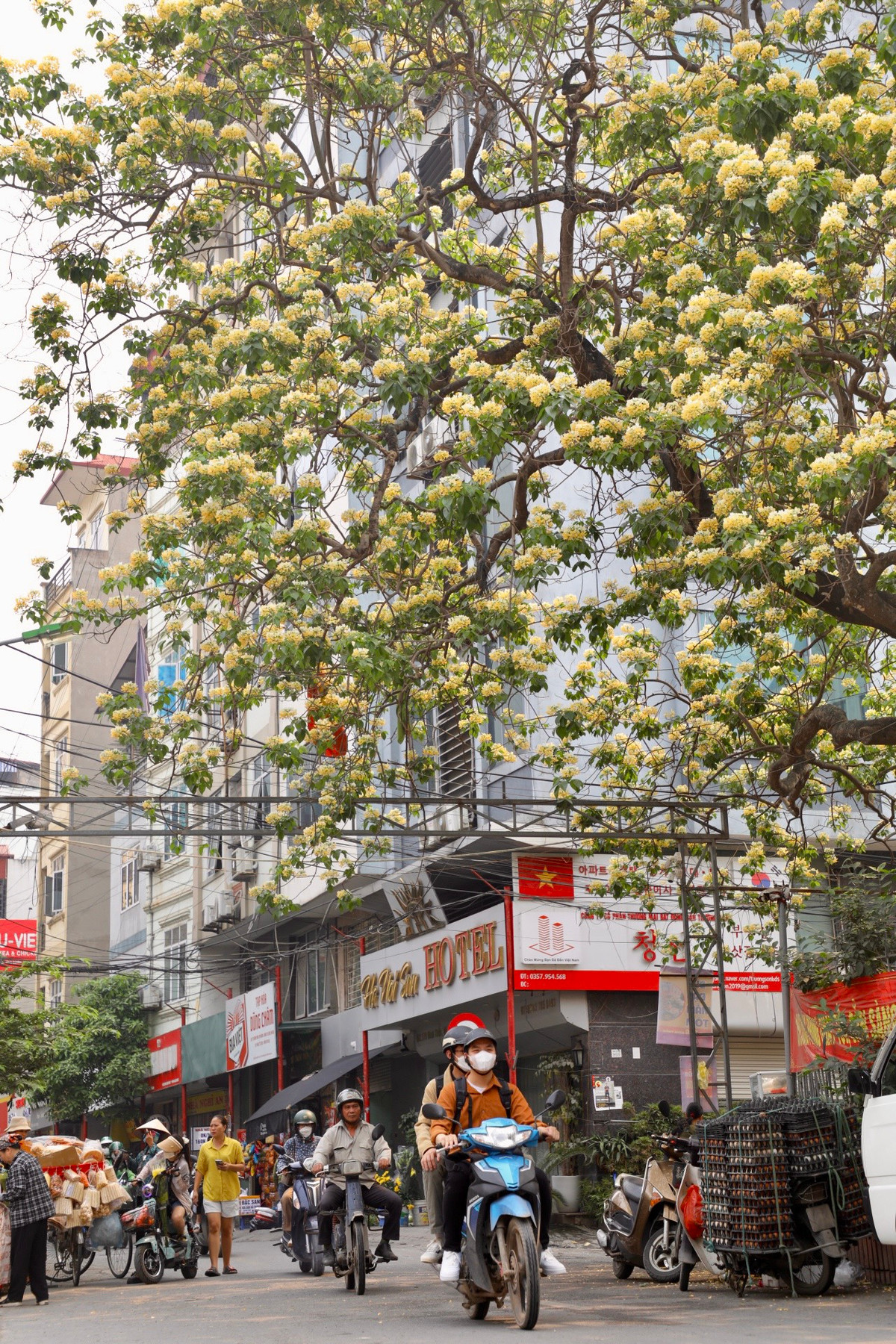 Đối với nhiều nơi như ở Quảng Nam, Ninh Thuận, Thừa Thiên - Huế…, cây hoa bún rất quen thuộc, nhưng tại Hà Nội, rất ít người biết.