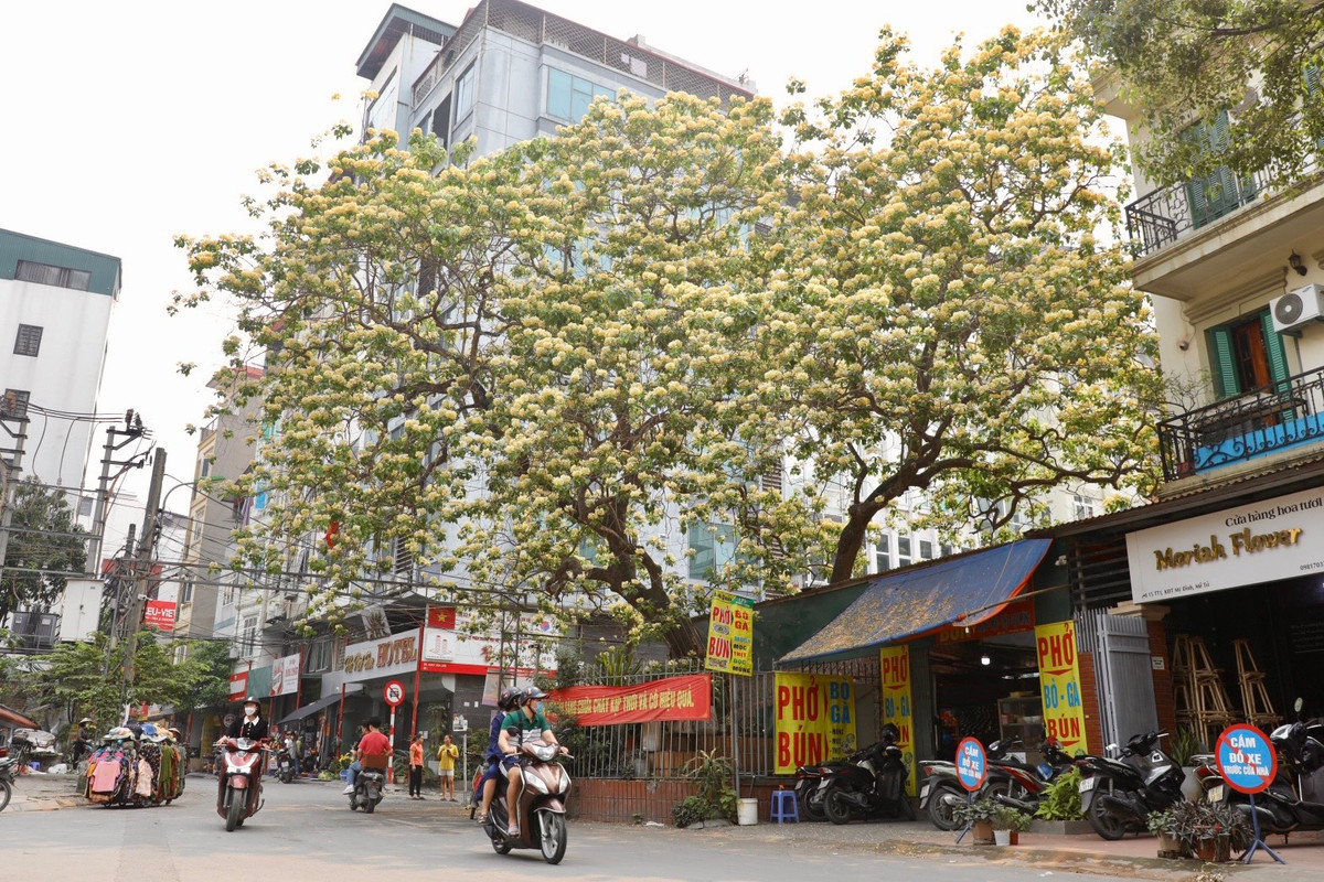 Xung quanh gốc cây được bảo vệ bằng hàng rào, phía trong có ban thờ thần linh cây cổ thụ. Nhiều người dân nơi đây xem cây hoa bún như "báu vật" của làng.