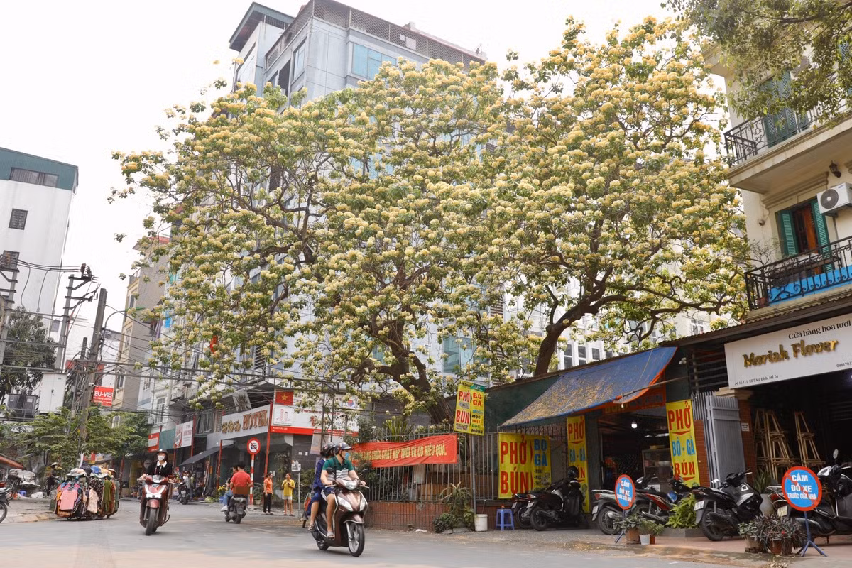 Xung quanh gốc cây được bảo vệ bằng hàng rào, phía trong có ban thờ thần linh cây cổ thụ. Nhiều người dân nơi đây xem cây hoa bún như "báu vật" của làng.