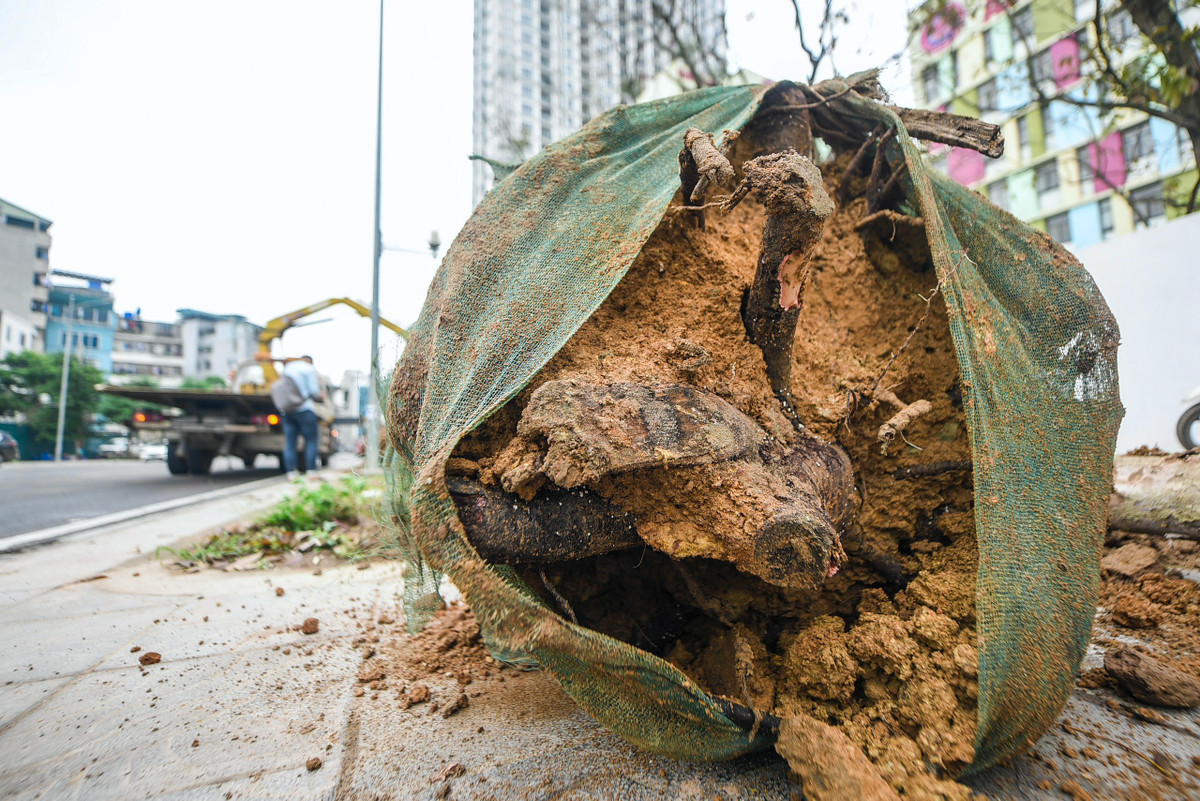 Nhiều cây vẫn còn nguyên màng bọc.
