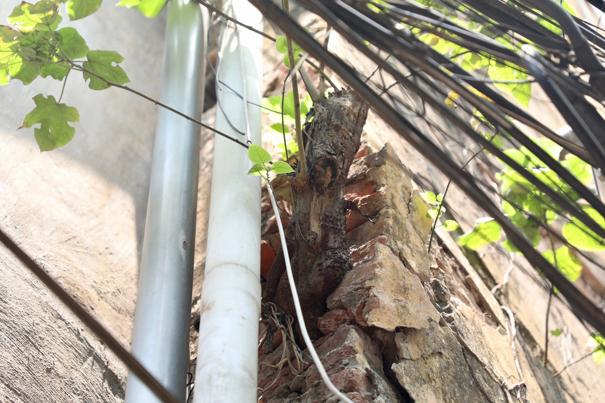 Một gốc cây mọc từ trong tường, khiến kết cấu tường gạch nứt vỡ.