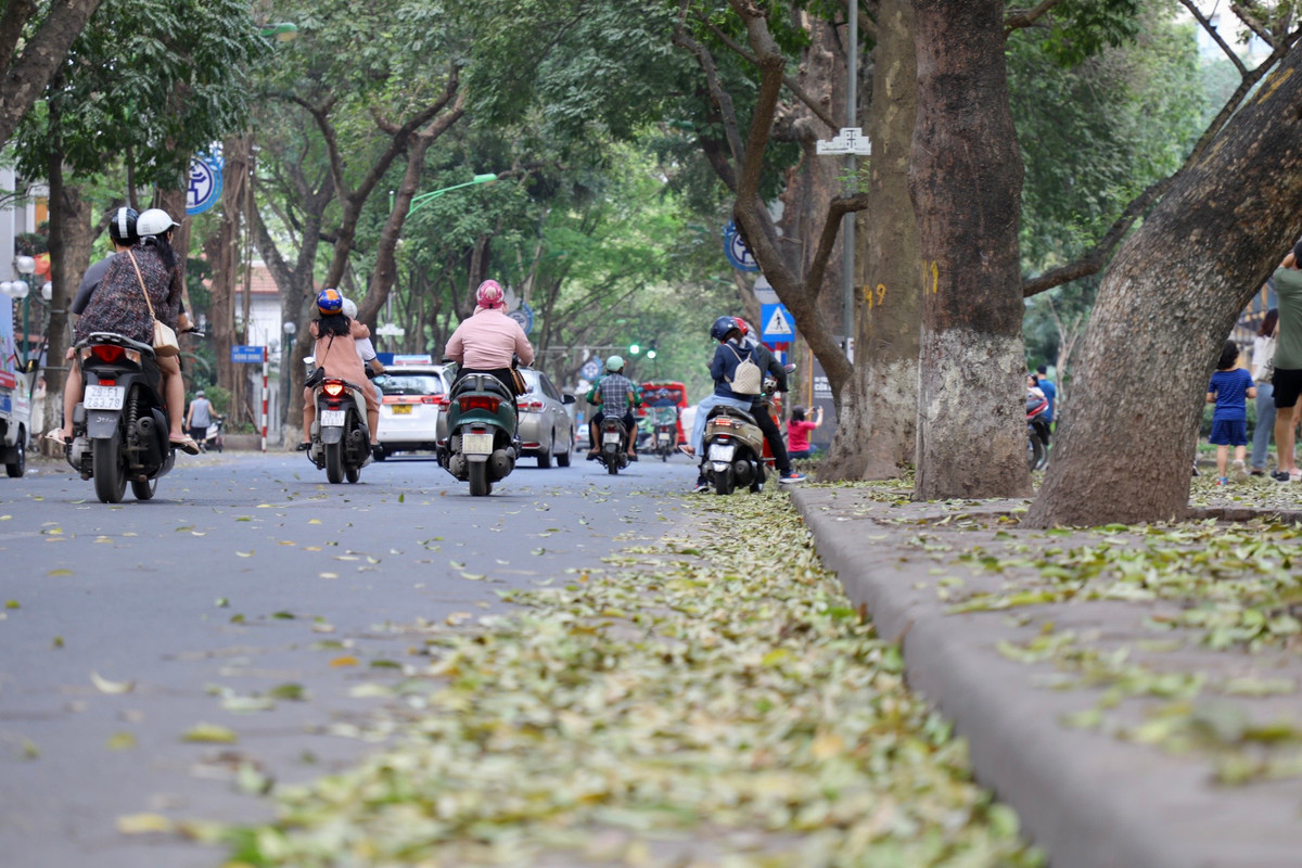 Hà Nội đẹp mơ màng mùa cây thay lá.