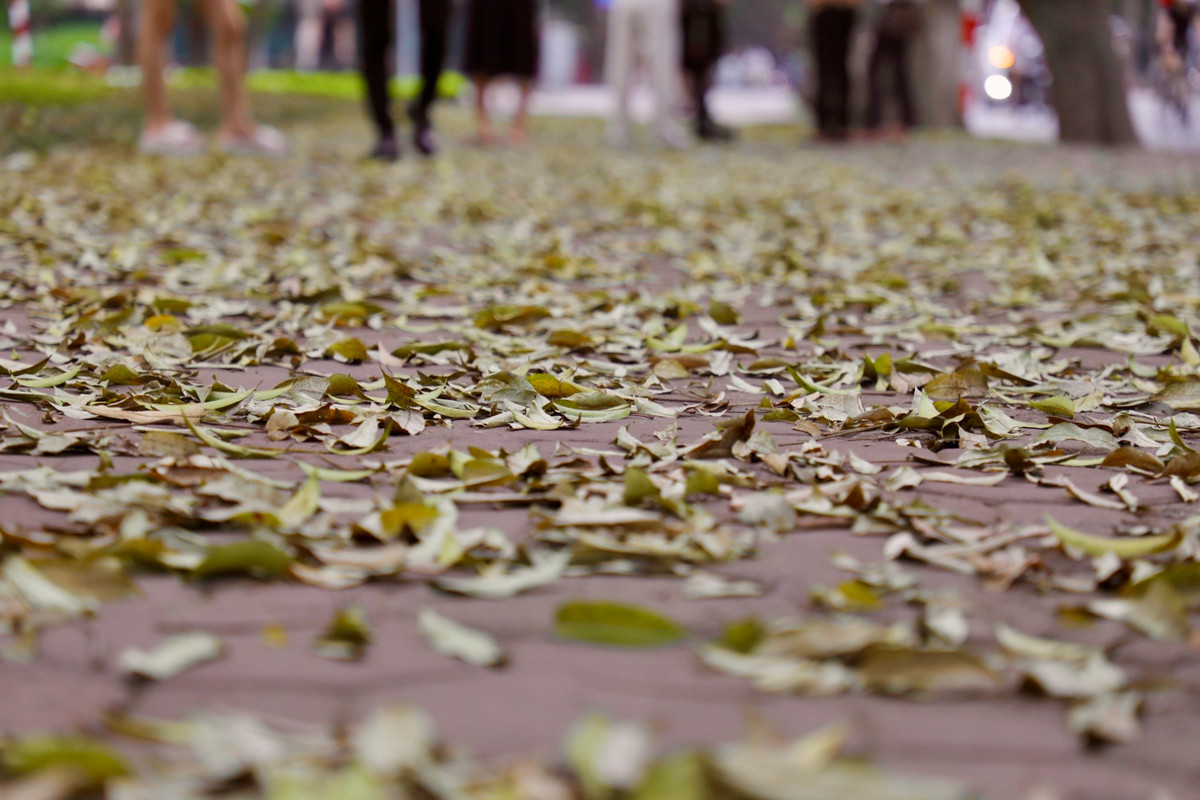 Lá rụng ngập lối trên đường Phan Đình Phùng - Cửa Bắc.