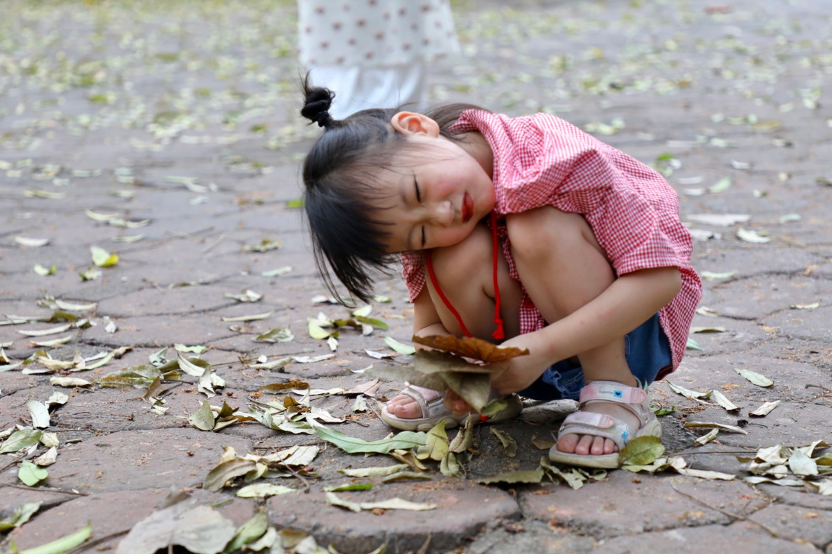 Không chỉ người lớn, các bé cũng hứng thú khi nhìn thấy lá rụng. Đây cũng là lúc để các em tận hưởng không khí mát mẻ trước khi bước vào những ngày hè oi nóng.