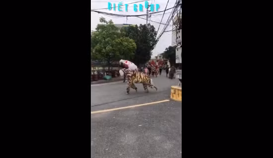 Không riêng gì đoạn clip "chị Hằng hạ phàm", trên MXH cũng xuất hiện đoạn clip múa lân Tết Trung thu với cách tạo hình những con vật khác lạ trên đường phố.