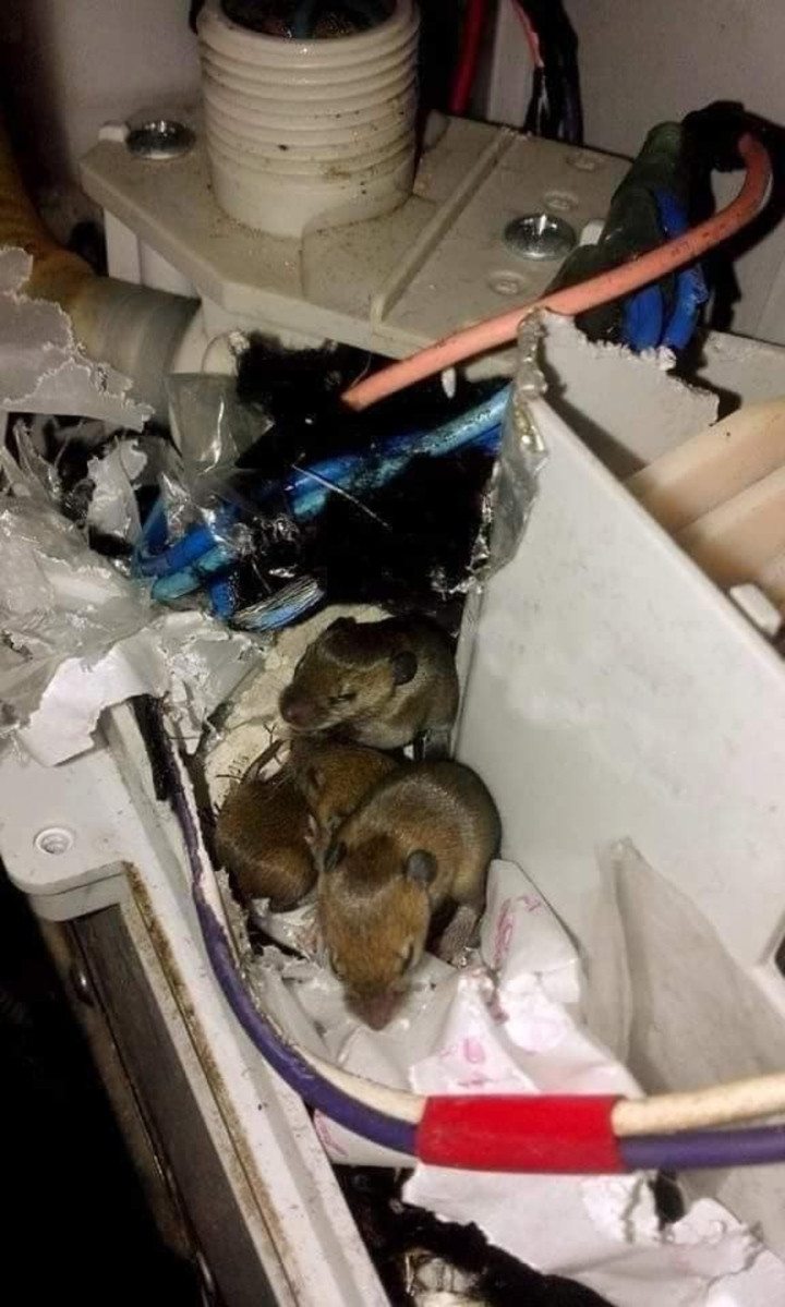 Trong cơn tức giận lẫn bất lực, chàng trai không biết làm gì khác ngoài việc chụp hình thủ phạm và tang chứng, vật chứng đăng lên mạng nhờ cư dân mạng phán xét.