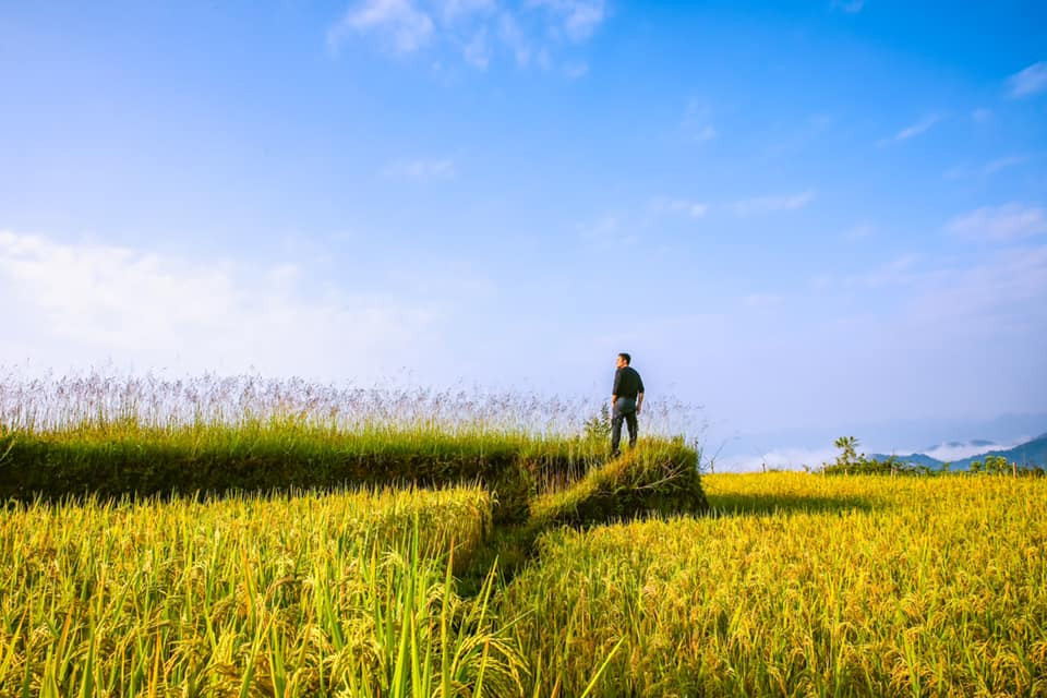 Ngoài ra nhiều chị em còn xúng xính váy áo đến check in mùa lúa chín cũng vô cùng thú vị. Ảnh: Quan Thanh Nguyen