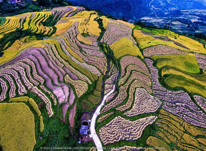 Mùa lúa chín ở Hồng Thái, Tuyên Quang rực rỡ theo một cách yên ả, thanh bình nhưng không kém phần cuốn hút. Ảnh: Hoàng Hưng