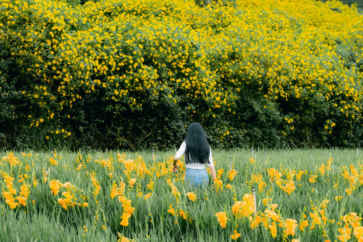 Đi lòng vòng trong thành phố Đà lạt cũng luôn có những điểm mọc hoa dã quỳ để bạn chụp ảnh. Ảnh: Trần Hữu Cường