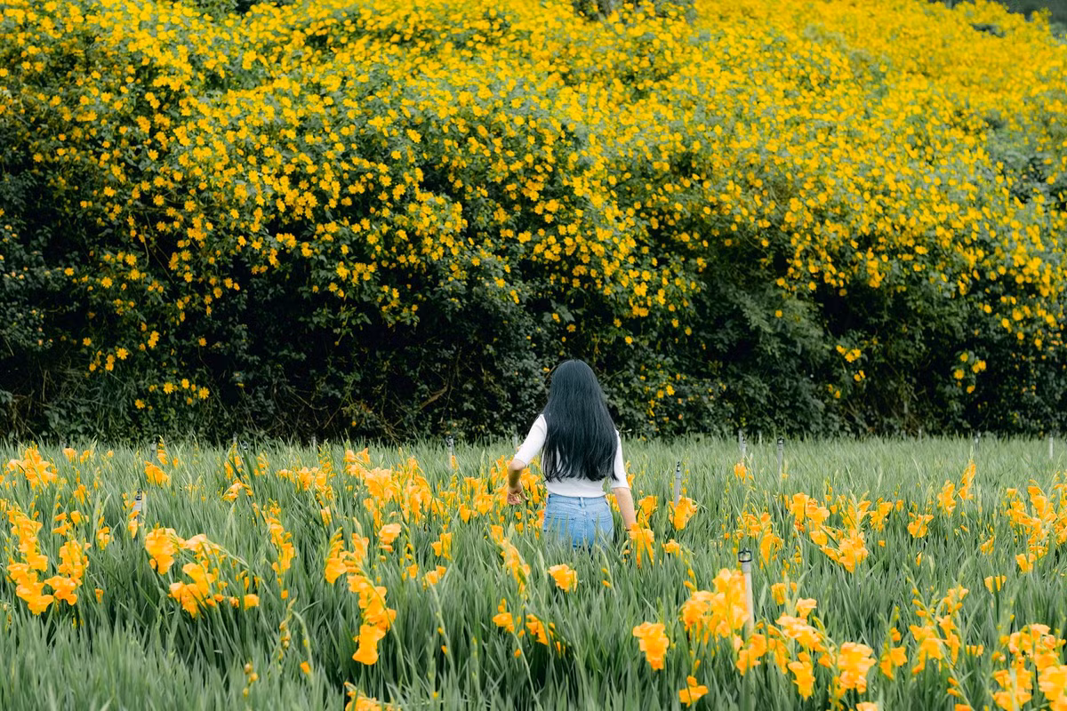 Đi lòng vòng trong thành phố Đà lạt cũng luôn có những điểm mọc hoa dã quỳ để bạn chụp ảnh. Ảnh: Trần Hữu Cường