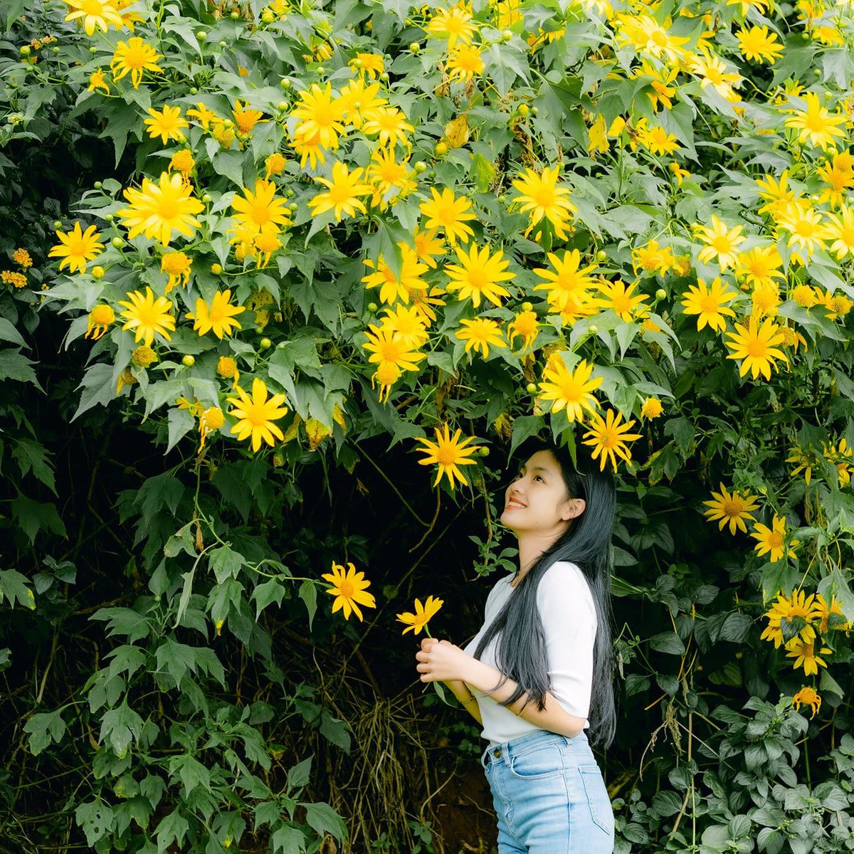 Đà Lạt luôn được biết đến là thành phố ngàn hoa của Việt Nam, bởi vậy Đà Lạt cũng là điểm mà những người muốn check in cùng hoa dã quỳ tìm đến. Ảnh: Trần Hữu Cường