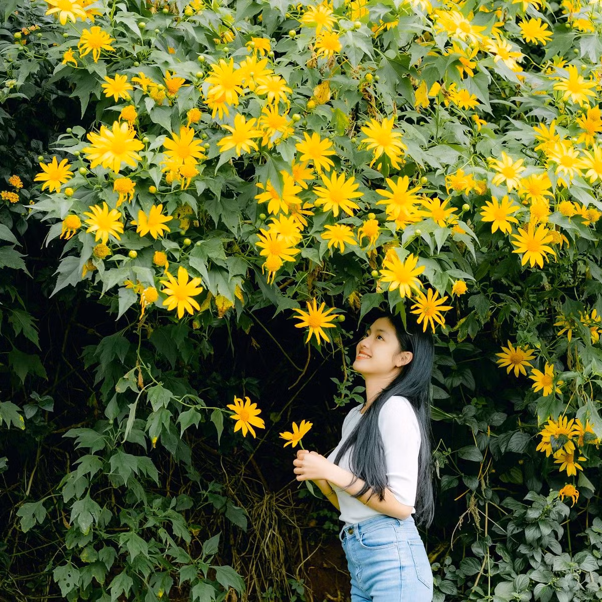 Đà Lạt luôn được biết đến là thành phố ngàn hoa của Việt Nam, bởi vậy Đà Lạt cũng là điểm mà những người muốn check in cùng hoa dã quỳ tìm đến. Ảnh: Trần Hữu Cường