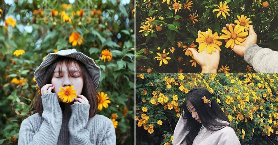 Du khách đến Ba Vì và check in hoa dã quỳ thường chọn Vườn Quốc gia Ba Vì. Khi đến đây để chụp ảnh các bạn có thể mang nhiều trang phục để thay đổi các concept khác nhau. Ảnh: Vũ Kiều Trinh