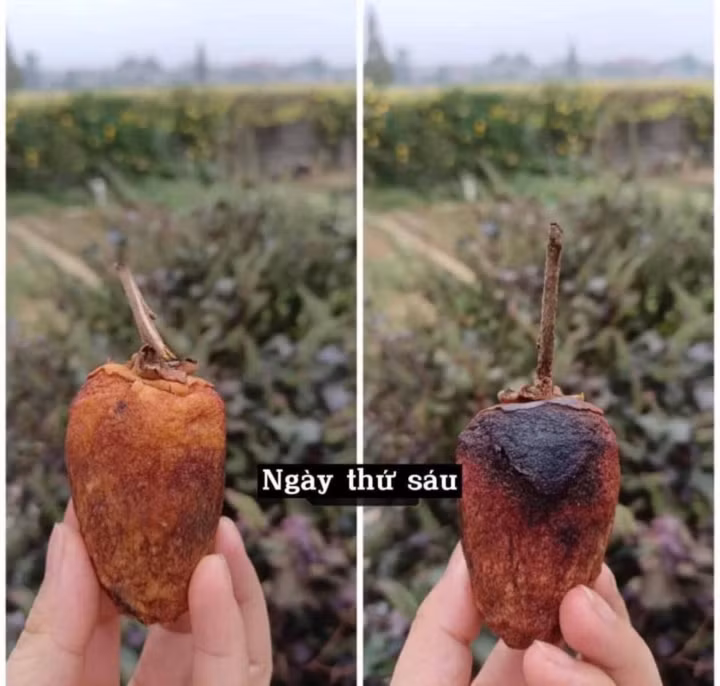 Ngoài ra, việc gọt vỏ và treo lên giữa vườn sẽ mất vệ sinh, chưa kể vi khuẩn xâm nhập dẫn đến quả hồng hỏng nhanh chóng.