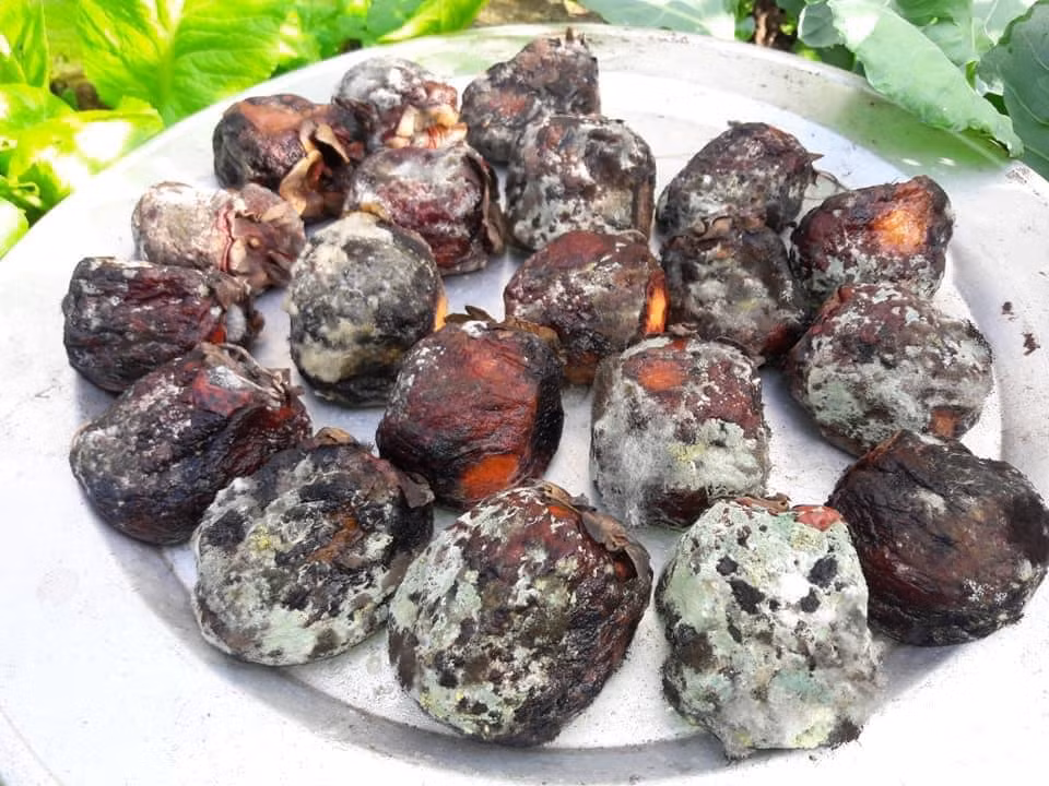 Sau khi chia sẻ cách làm hồng treo gió lên MXH, cô gái đã làm netizen được phen ôm bụng cười.